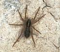 Pardosa_ZZXYX_F2124_Z_75_Les Gris_Frankrijk